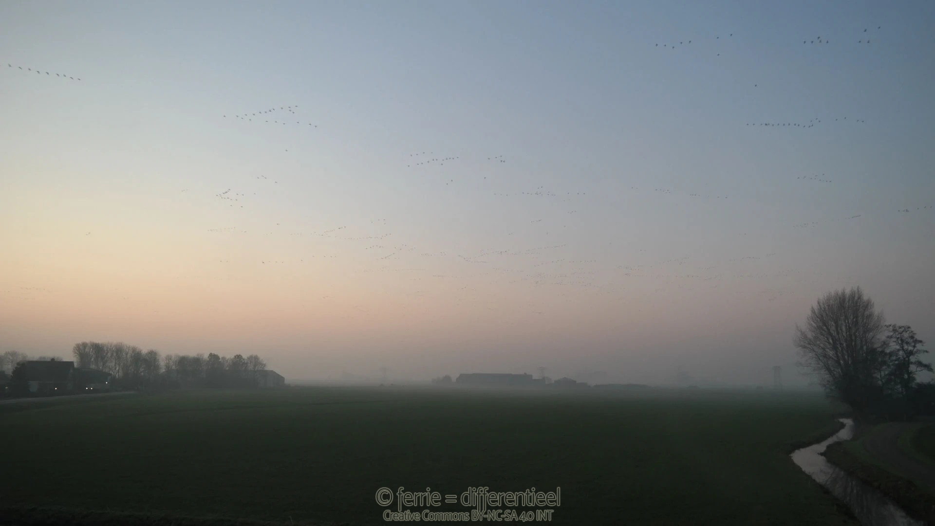 ganzen in de ochtendzon | ferrie=differentieel CC BY-NC-SA 4.0 Int